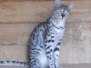 Neytiri - Savannah F-2 Female  DOB 4-1-10