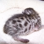 Neytiri - F-2 Savannah Female DOB 4-1-10