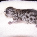 Neytiri - F-2 Savannah Female DOB 4-1-10