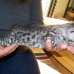 Neytiri - F-2 Savannah Female DOB 4-1-10