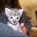 Neytiri - F-2 Savannah Female DOB 4-1-10