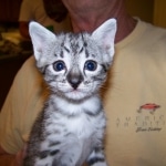 Neytiri - F-2 Savannah Female DOB 4-1-10