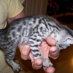 Neytiri - F-2 Savannah Female DOB 4-1-10