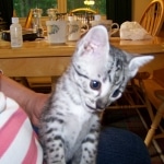 Neytiri - F-2 Savannah Female DOB 4-1-10