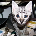 Neytiri - F-2 Savannah Female DOB 4-1-10