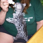 Neytiri - F-2 Savannah Female DOB 4-1-10