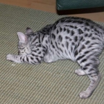 Neytiri - F-2 Savannah Female DOB 4-1-10