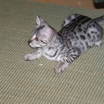 Neytiri - F-2 Savannah Female DOB 4-1-10