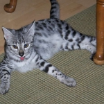 Neytiri - F-2 Savannah Female DOB 4-1-10