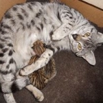 Neytiri with her 3rd litter.