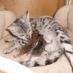 Neytiris first kittens