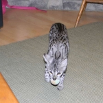 Neytiri - F-2 Savannah Female DOB 4-1-10