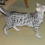 Neytiri - F-2 Savannah Female DOB 4-1-10