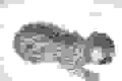 Sheikra - Savannah F-2 Female  DOB 4-1-10