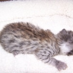 Sheikra - Savannah F-2 Female BST DOB 4-1-10