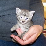 Sheikra - F-2 Savannah female DOB 4/1/10