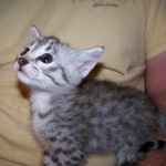 Sheikra - F-2 Savannah female DOB 4/1/10