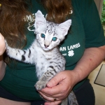 Sheikra - F-2 Savannah female DOB 4/1/10