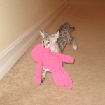 Sheikra - F-2 Savannah female DOB 4/1/10