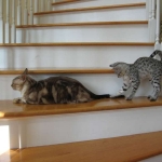 Sheikra - F-2 Savannah female DOB 4/1/10