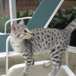 Sheikra - F-2 Savannah female DOB 4/1/10