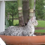 Sheikra - F-2 Savannah female DOB 4/1/10