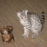 Sheikra - Savannah F-2 Female BST DOB 4-1-10