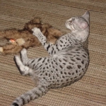 Sheikra - Savannah F-2 Female BST DOB 4-1-10