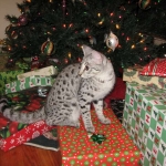 Sheikra - F-2 Savannah female DOB 4/1/10