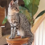 Sheikra - F-2 Savannah female DOB 4/1/10