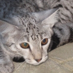 Sheikra - F-2 Savannah DOB 4-10-10