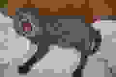 Benazir - F-1 Savannah Female  DOB 3-21-10