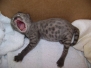 Benazir - F-1 Savannah Female  DOB 3-21-10