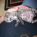 Tiye - F-1 Savannah Female DOB 3-21-10