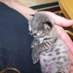 Tiye - F-1 Savannah Female DOB 3-21-10