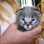 Tiye - F-1 Savannah Female DOB 3-21-10