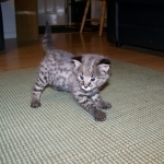 Tiye - F-1 Savannah Female DOB 3-21-10