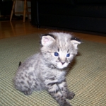 Tiye - F-1 Savannah Female DOB 3-21-10