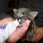 Tiye - F-1 Savannah Female DOB 3-21-10