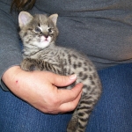 Tiye - F-1 Savannah Female DOB 3-21-10