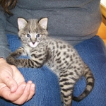 Tiye - F-1 Savannah Female DOB 3-21-10