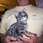 Tiye - F-1 Savannah Female DOB 3-21-10