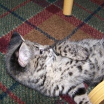 Tiye - F-1 Savannah Female DOB 3-21-10