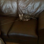 Tiye - F-1 Savannah Female DOB 3-21-10