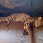 Tiye - F-1 Savannah Female DOB 3-21-10