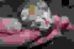 So-Co - Egyptian Mau Male  DOB 3-27-10