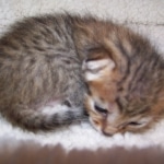 So Co - Egyptian Mau bronze male DOB 3/27/10