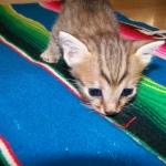 So Co - Egyptian Mau bronze male DOB 3/27/10