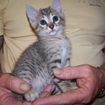 So Co - Egyptian Mau bronze male DOB 3/27/10