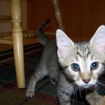 So Co - Egyptian Mau bronze male DOB 3/27/10
